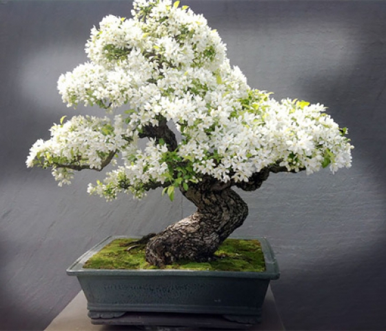  BONSAI 3