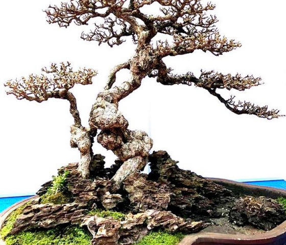  BONSAI 2