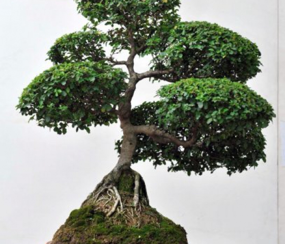  BONSAI 1