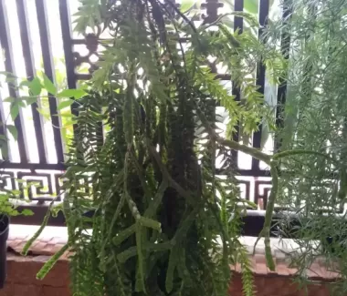 Đuôi phượng