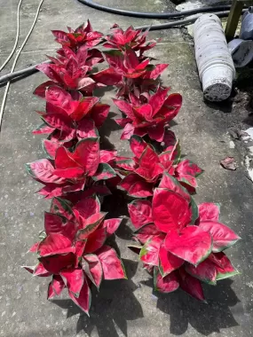 Dương Sỉ Lá Đỏ