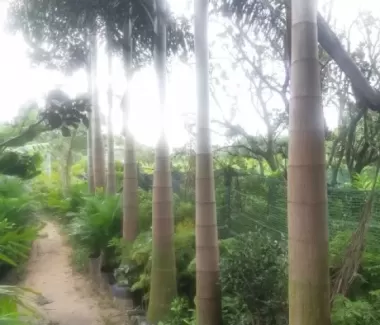 Cây cau đuôi chồn