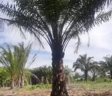 Cây cọ dầu