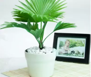 Cây Cọ