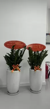 Cây văn phòng