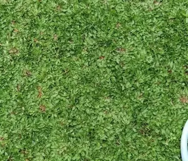 Cỏ lá gừng Thái