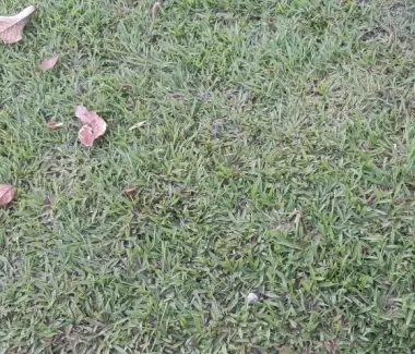 Cỏ lá gừng thường