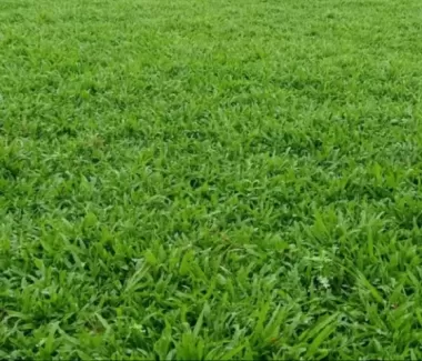 Cỏ lá gừng thường
