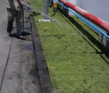 Cỏ