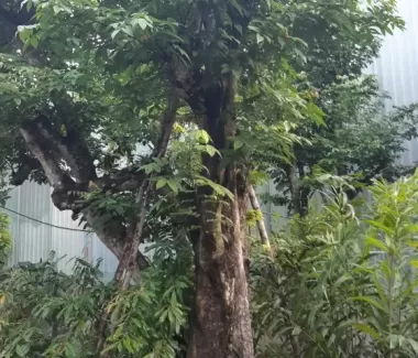 Cổ Thụ