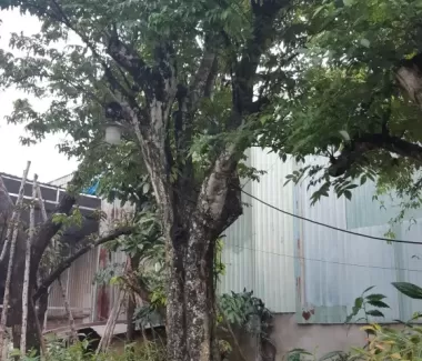Cổ Thụ