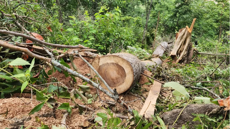 Cây cảnh Bình Dương