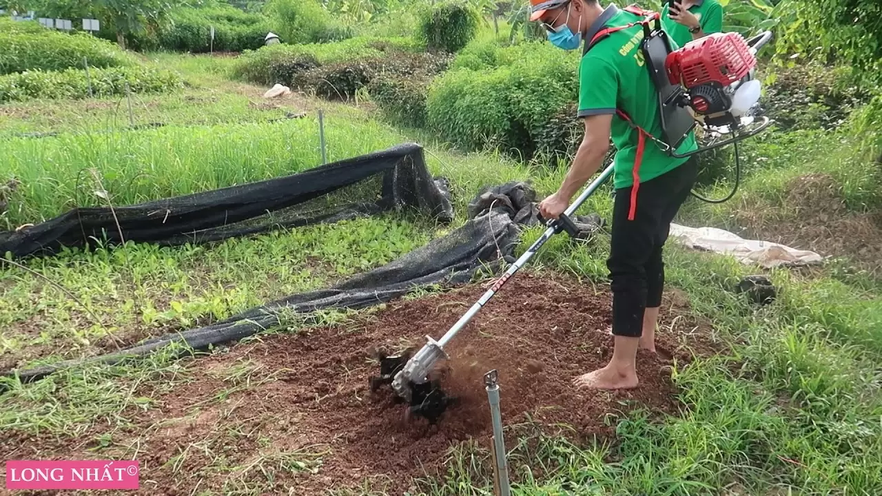 Cây cảnh Bình Dương