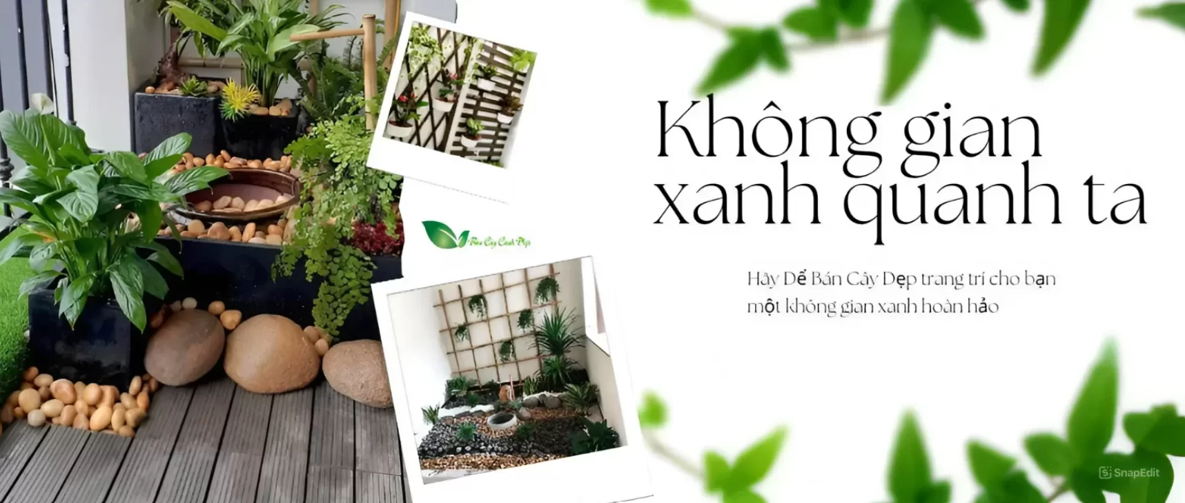 Cây cảnh Bình Dương