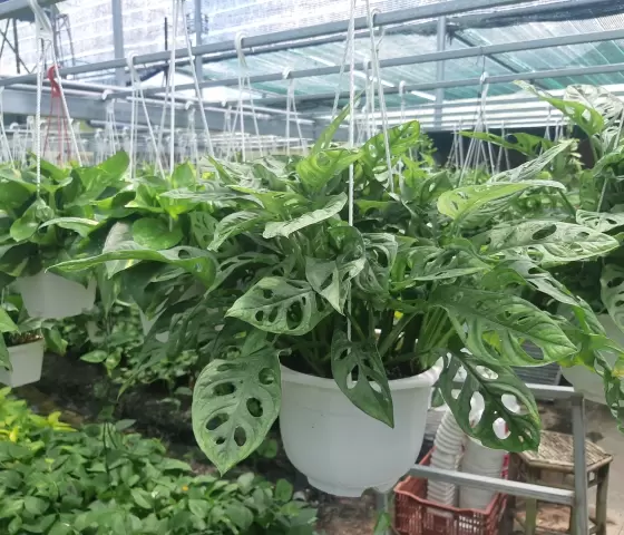 Chầu bà lá rách