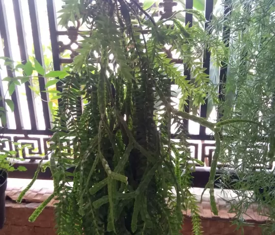 Đuôi phượng