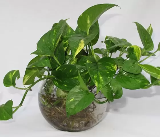Trầu Bà