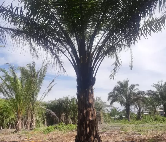 Cây cọ dầu