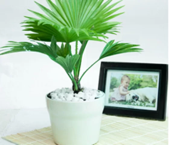 Cây Cọ