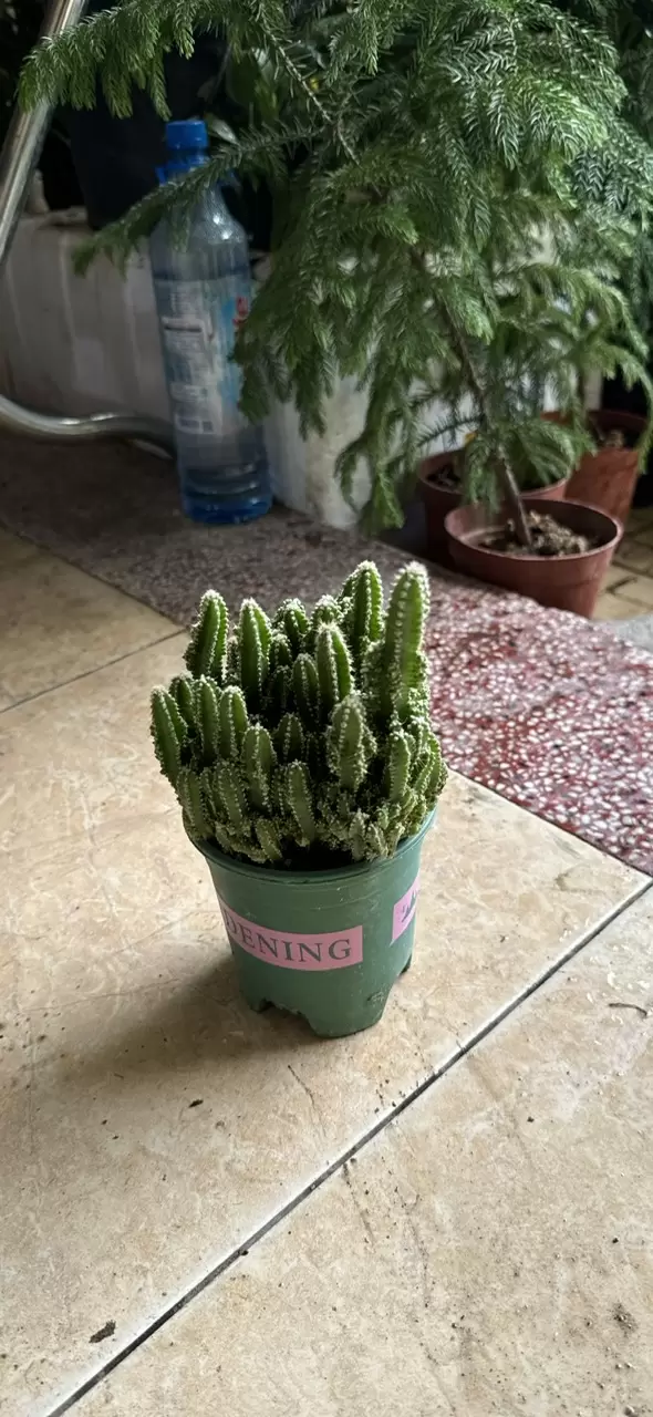 Xương rồng
