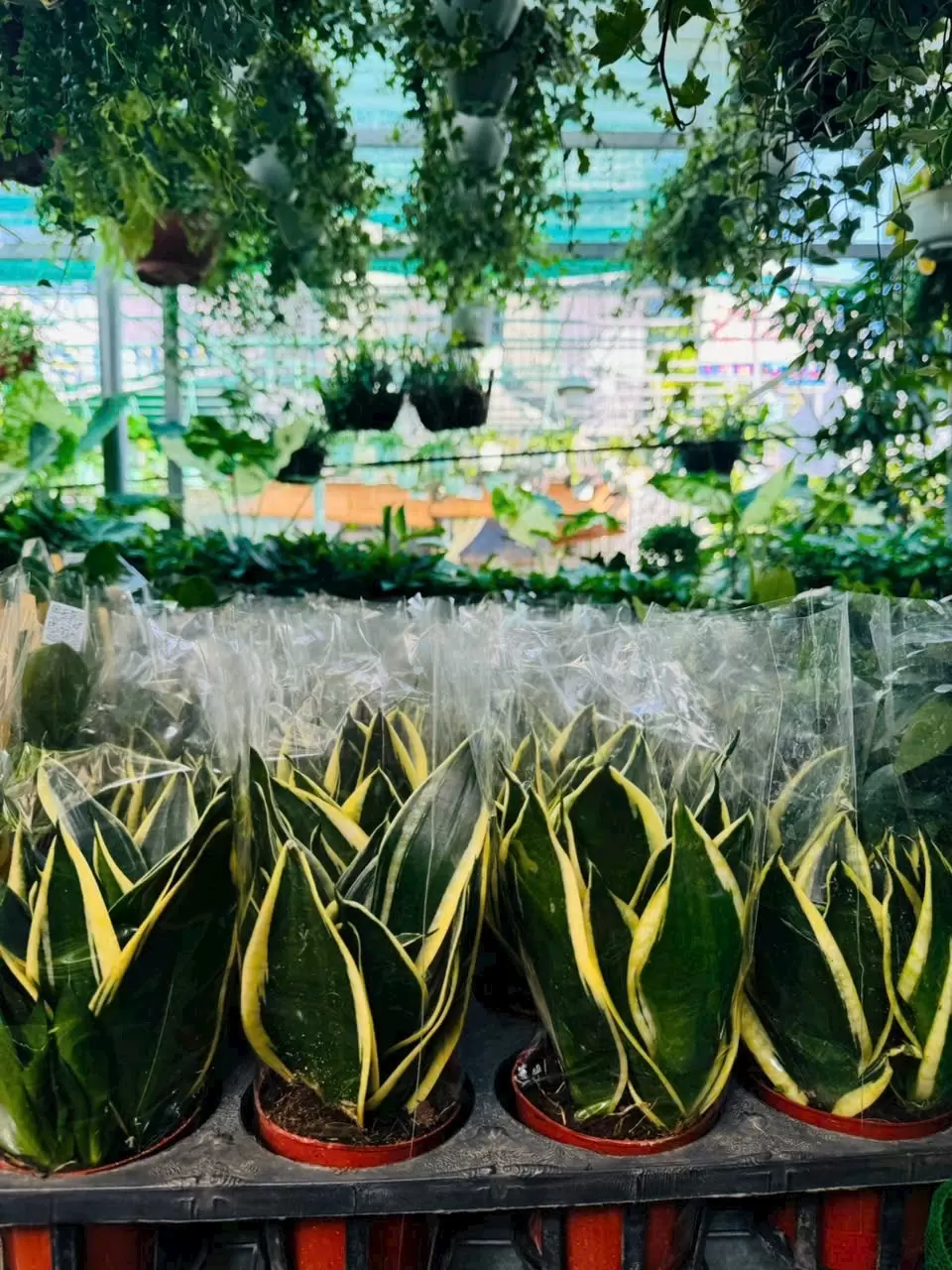 Lưỡi Cọp