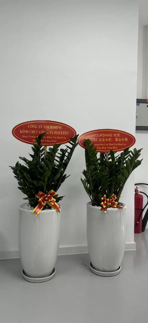 Cây văn phòng