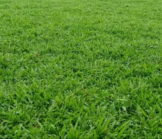 Cỏ lá gừng thường
